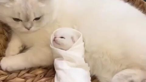 🐱: ini anak ku?