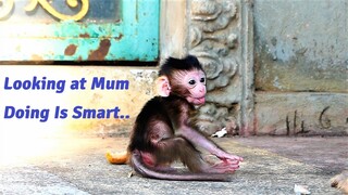 Smart Baby Monkey Never Always Looking at  Mother Doing Things and Adapt Learning