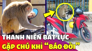 Vào rừng dã ngoại, thanh niên bị CHÚ KHỈ cuỗm luôn chiếc NÓN BẢO HIỂM khiến ai nấy CƯỜI BÒ 🤣 Gâu Đần