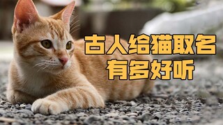 古人给猫取名有多高雅？大橘被古人称为金丝虎，奶牛猫被古人称为乌云盖雪！