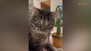 VIRAL !!!! Funny Animal Videos 2023  - Funniest Cats And Dogs Video
