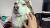 [Động vật] Husky: Đừng nói gì cả, hãy vuốt ve tôi đi!