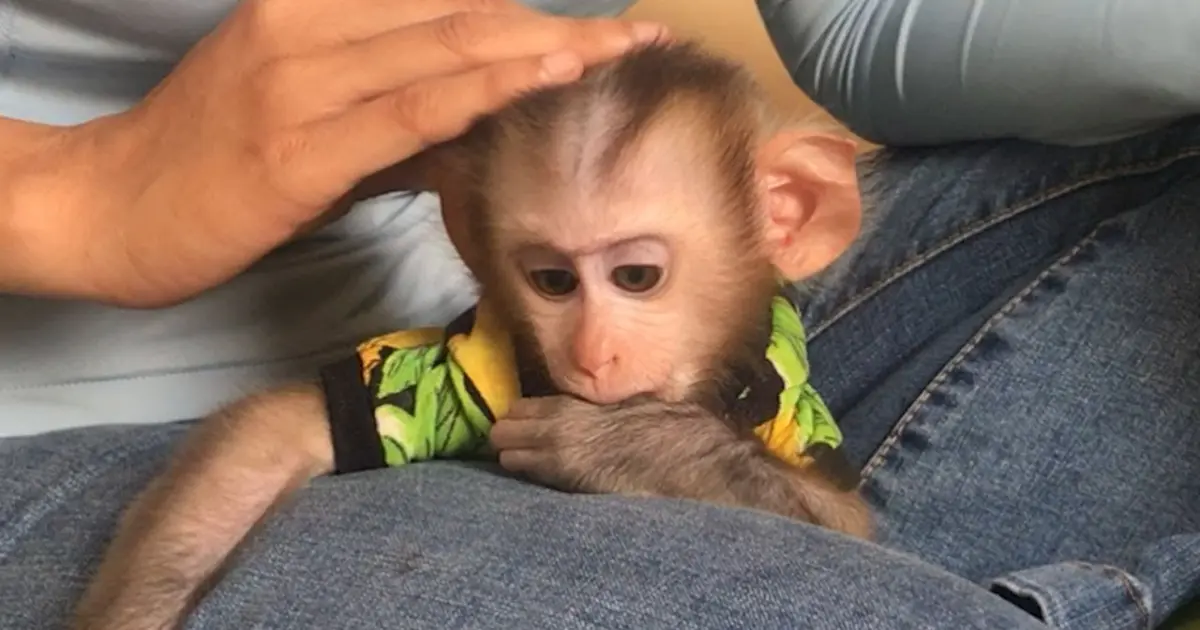 In mommy hand is the happiness for Mino monkey - Bilibili