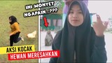Monyet Ikut Tiktokan..!! Deretan Aksi Kocak Hewan Paling Meresahkan - Part 3