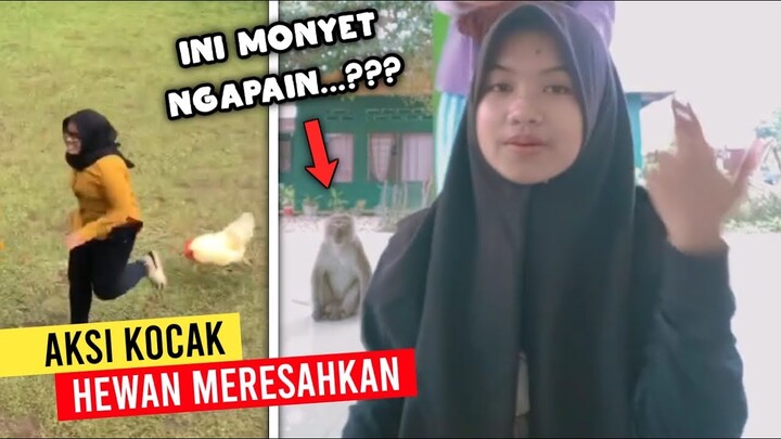 Monyet Ikut Tiktokan..!! Deretan Aksi Kocak Hewan Paling Meresahkan - Part 3