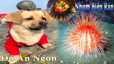 Dương KC | Bông Bé Bỏng Ham Ăn #25 | chó thông minh vui nhộn | funny cute smart dog pets Thú Cưng TV