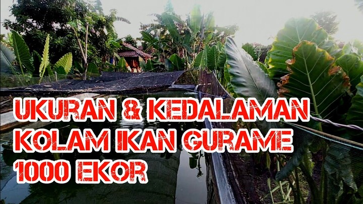 UKURAN DAN KEDALAMAN KOLAM IKAN GURAME 1000 EKOR - BUDIDAYA IKAN GURAME