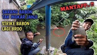 SARANG IKAN TAWES BABON.. TAK PERNAH INGKAR JANJI