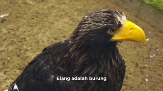 Burung Elang
