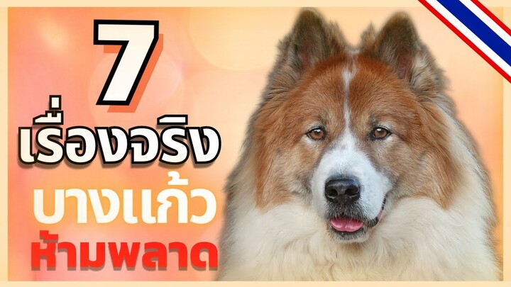 7 เรื่องจริงของสุนัขพันธุ์บางแก้ว กับเรื่องราวอันโดดเด่นไม่แพ้สุนัขสายพันธุ์ไหนในโลก #ECOBOK