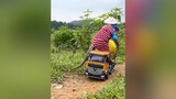 Monkey drives an excavator to rescue a watermelon truck thucung🔔 thucung monkey thucungvuinhon
