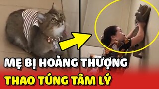 Không cho NUÔI MÈO và cái kết mẹ bị Hoàng Thượng THAO TÚNG TÂM LÝ 😂 | Yêu Lu