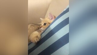 Một ngày của Bí bidomeomeo cat meowmeow meo catsoftiktok meocute cute goldenboy