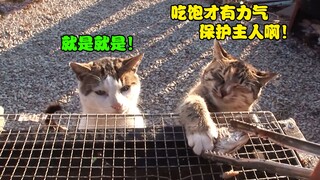 10只流浪猫给大姐当“保镖”，不仅能打跑入侵者，出门还很有排面