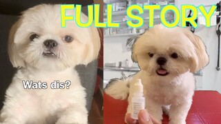 Borgy the Shih Tzu Goes To The Real Vet | The Full Story