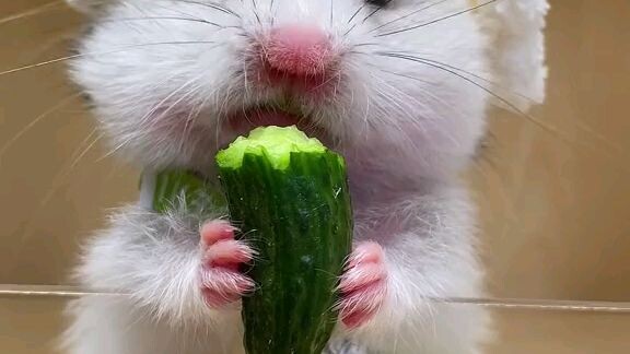 cutieee namn