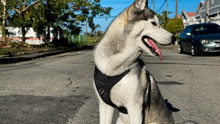 Morning Walks with My Husky