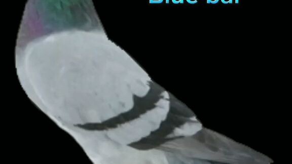 type of birds