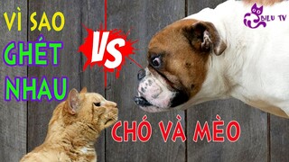 Vì sao chó và mèo ghét nhau đến vậy?