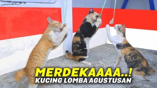 Si Oren Paling SEMANGAT..! Lomba Agustusan Terlucu Versi Kucing 2023