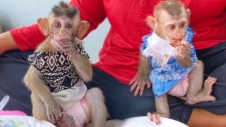 Toto & Yaya get more energy by eating potato & banana boiled after losing power with a crocodile toy