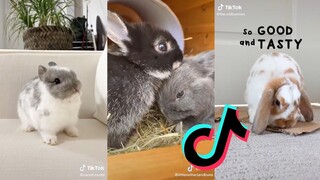 TikToks That Would Like a Carrot - Bunny Side of Tiktok #5