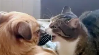Funny Animal Videos 2022 😂 - Funniest Cats And Dogs Video 😺😍