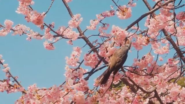 Tokyo Vibes and Fuji Dreams: Cinematic Short Film [4K]