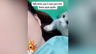 Cứu mình với đánh thì k nỡ nhưng sức chịu đựng của con ng có giới thiệu xuhuong mèo cat