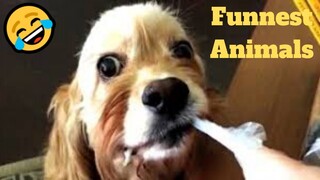 💥Funnest Animals Fails😂🙃💥 of 2020 | Funny Animal Videos💥👌