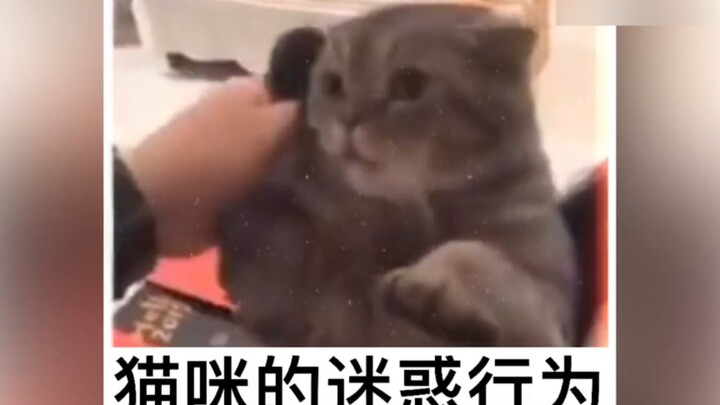 猫猫:“看来我会接电话的秘密保不住了！”