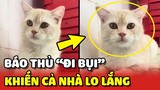 Mèo báo ĐI BỤI khiến cả nhà KHÓC hết nước mắt 😑 | Yêu Lu