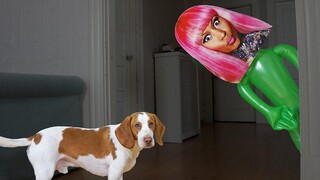 Dog vs Nicki Minaj Pranks สุนัขตลก Maymo และ Pot Pie เล่นตลกกัน