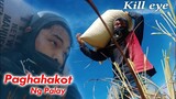 Paghahakot Ng Palay - Kill eye😰 (Kill eye Real Life Vlog) Manumanong Paghahakot