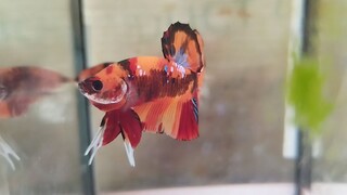 Multi-koi Betta