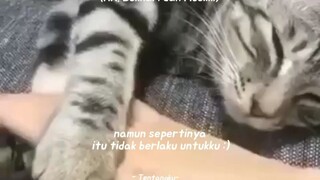 kucing manja + Hadist rasul