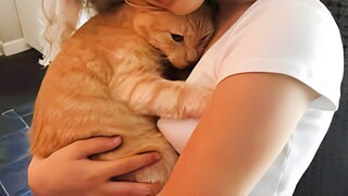 Cute Cats Have The Most Special Relationship With Their Owner BFFs - Cute Cat Moments