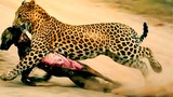 Leopards Murdered And Shred Dogs Apart.