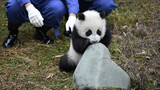 【大熊猫】唯一一只被国外退回来的国宝（滑稽）