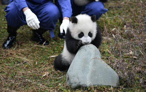 [Giant Panda] The only national treasure returned from abroad (funny)