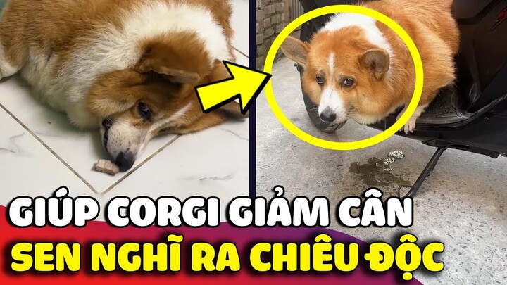 Pha xử lý 'CỒNG KỀNH' của anh sen khi thực hiện giảm cân cho 'CORGI BÉO Ú' nhà mình 😅 | Gâu Đần