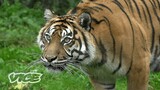The Deadly Tigers Terrorizing Families & Farms