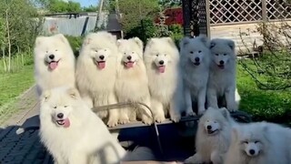 Samoyed collection