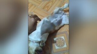 Bơ thông minh ko ạ? yeucho yeuchomeo cún cúncon chó chómèo chócon chó_cưng chókhôn yeuchomeo cưng chócute pet dog dogsoftiktok doggo