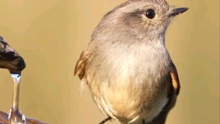 Little bird drinking water - cute