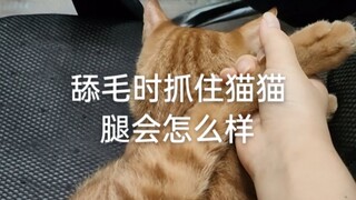 猫猫舔毛时抓住他的腿会怎么样