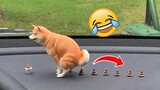 Funny Dogs Who Poop In Unexpected Places  | Pets Town