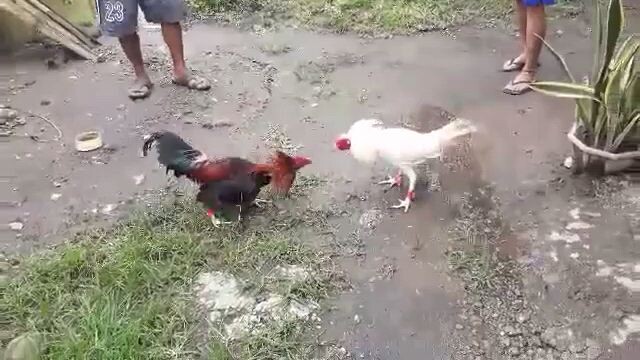 Sparring After the rain gullhatch vs tolizwhiteline