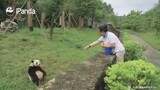 Panda raksasa sangat memahami dialek Sichuan!