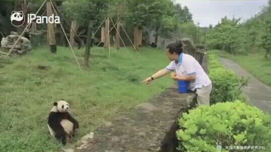 Giant pandas really understand Sichuan dialect!